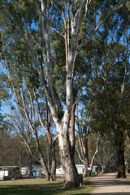 Magnificent Gums, found in the area